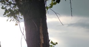 Kars'ta bir evin bahçesindeki ağaca yıldırım düştü