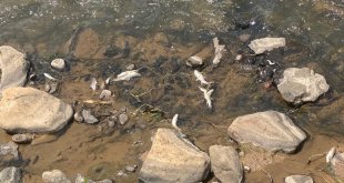 Bingöl'de balık ölümleri tedirgin etti