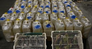 Yurda kaçak sokulan 46 papağan korumaya alındı