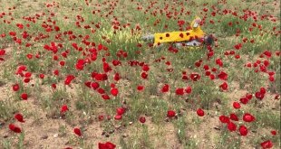 Sanatçı profesörden "Bir Bitki Bir Selfie: Gelincikler" performansı