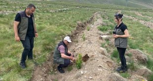 Erzurum'daki Konaklı Kayak Merkezi'nde fidanlar toprakla buluştu