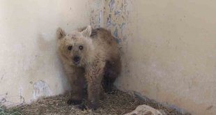 Van'da tedavi altına alınan boz ayı sağlığına kavuşuyor