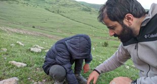 Ardahan'da yağışların ardından 'mantar' bereketi