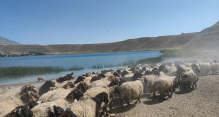 Adilcevaz'da çobanlar küçükbaş hayvanların su ihtiyacını Aygır Gölü'nden karşılıyor