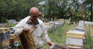 Ağrılı arıcılar tescilli "geven balı" hasadında