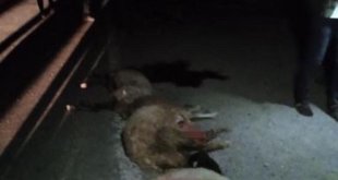 Van'da otomobil sürüye çarptı: 15 koyun telef oldu