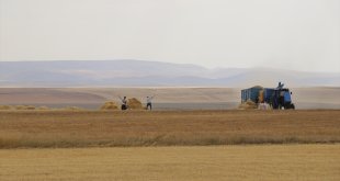 Ağrı Ovası'ndaki arazilerde hububat üretimi yaygınlaşıyor
