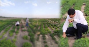 Rektör Alma Hasat Dönemi Yaklaşan Yer Fıstığı Tarlasını İnceledi