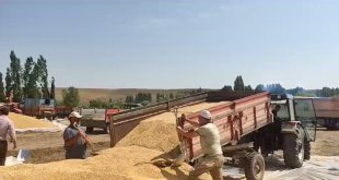 Erzurum'da hububat hasadı sürüyor
