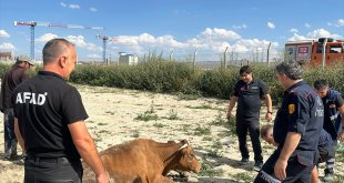 Kars'ta bataklığa saplanan inek kurtarıldı