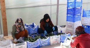 Genç girişimciler Erzincan'da tarıma yatırım yapıyor