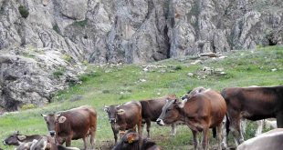 Dağ keçileriyle inek sürüsü bir arada