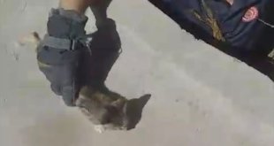 Elazığ'da kuyuya düşen yavru kedi itfaiye ekiplerince kurtarıldı