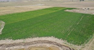 Ağrı'da devlet desteğiyle patates eken çiftçiler yüksek verim bekliyor