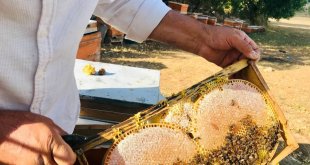 Merakla başladığı arıcılıkta, 70 kovandan binlerce kilo "Gülbal" üretiyor