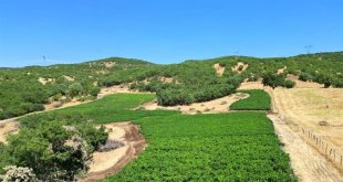 Bingöl'de 600 dekar atıl tarım arazisi üretime kazandırıldı