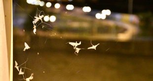 Ardahan'da 'bir günlükler'in 'ölüm uçuşu' sürüyor