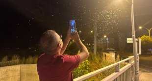 Ardahan'da "bir günlükler"in "ölüm uçuşu" sürüyor