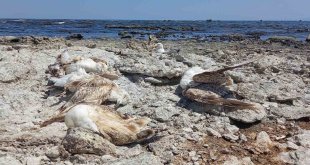 Van Gölü'nün Tatvan sahilinde toplu martı ölümleri