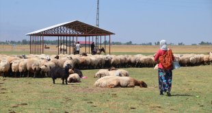 Muş'ta berivanların süt sağım mesaisi sürüyor