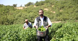Bingöl'de devletin verdiği sebze fideleri atıl arazileri canlandırdı