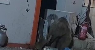 Kedinin ayıyla ekmek kavgası kameraya yansıdı