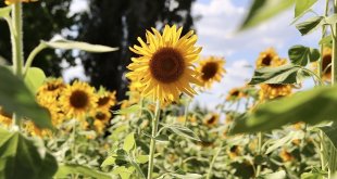 Yüzünü güneşe dönen "günebakanlar" göz kamaştırdı