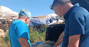 Belediye ekipleri yaralı çoban köpeği için harekete geçti