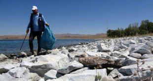 Van Gölü'ndeki martı ölümleri belediyeleri harekete geçirdi
