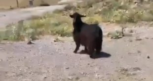 Kuyuya düşen keçiyi TEİAŞ ekipleri kurtardı