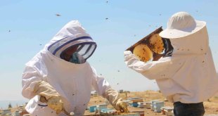 Erzincanlı arıcıların "tatlı" hasat telaşı sürüyor