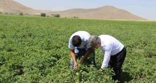 Ağrı'da patates üreticilerine destek