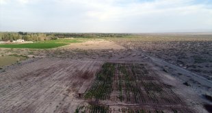 Rüzgar erozyonu yaşanan topraklar tarımsal üretimle korunuyor