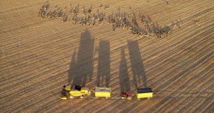 Sertifikalı tohumla ekim yapılan Van'da hububat üretiminde yüzde 75 artış bekleniyor