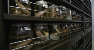 Akademisyenlerin 1970'li yıllarda topladığı balıklar müzede sergilenecek