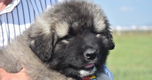 Coğrafi işaretli "Kars Türk çoban köpeği"nin ırkı korunuyor