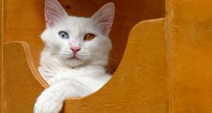 Van Kedi Villası'nda her sene 100 sevimli pati sahiplendiriliyor