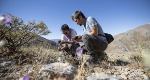 Tunceli'nin zengin florası akademik çalışmalarla kayıt altına alınıyor