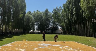 Ağrı'da dev kazanlarda kışlık bulgurlar kaynatıldı