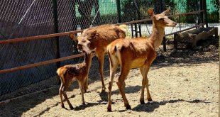 Malatya Hayvanat Bahçesini bugüne kadar 1 milyon kişi gezdi