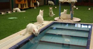 Van kedilerinin havuzlu villada ikinci parti doğumu gerçekleşti