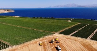 Bitlis'te 301 bin dekarlık alanda buğday hasadı başladı