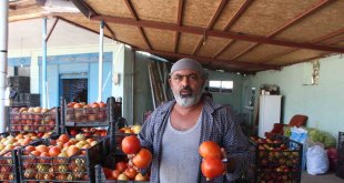 Iğdır'da yetiştirilen sebze ve meyveler il dışına satılıyor