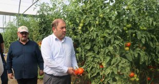 Erzincan seralarında üretilen domates 16 liradan alıcı buluyor