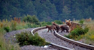 Sarıkamış'ta bir bozayı ile 3 yavrusu doğada görüntülendi
