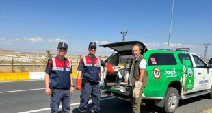 Ağrı'da yaralı bulunan tilki yavrusu tedavi altına alındı