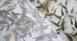 Bingöl'deki su kaynaklarına 1 milyon sazan balığı yavrusu bırakıldı