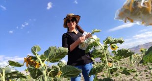 Kadınların ilk emekleri dalından koparılmaya başlandı