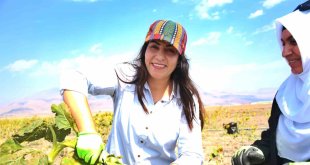 Doğubayazıt'ta kadınların üretim yaptığı tarlalarda hasat başladı