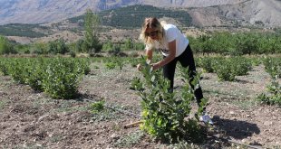 Ziraat mühendisi kadın, devlet desteğiyle 'süper meyve' bahçesi kurdu